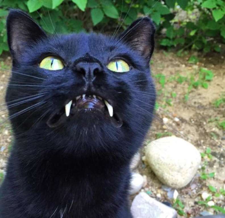 Cat With 'Vampire Teeth' Completely Won 